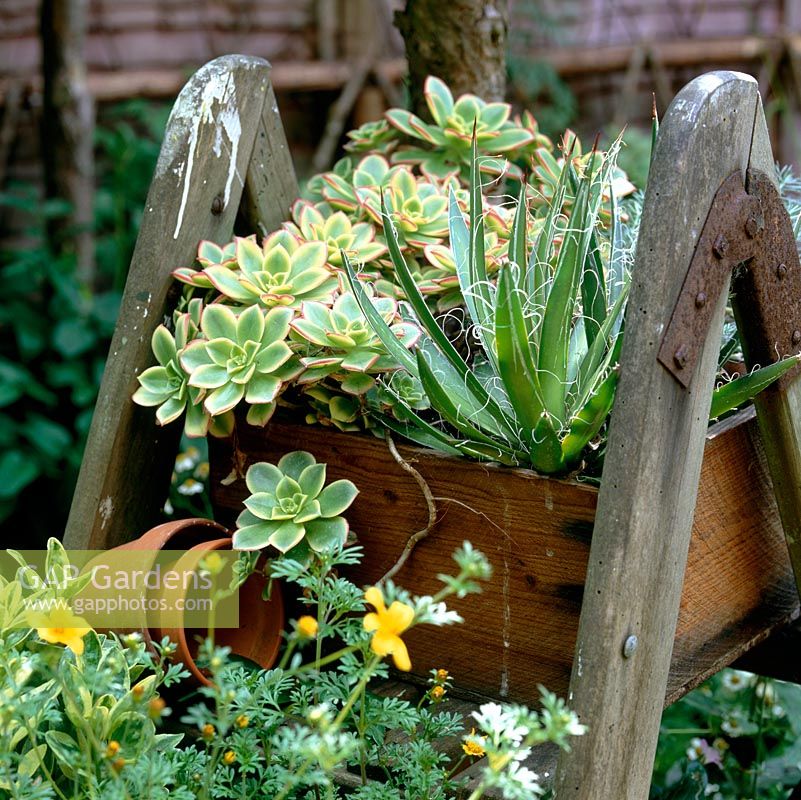 A redundant step ladder adds height to a corner of the garden doubling as an unusual plant stand for pots of succulents.