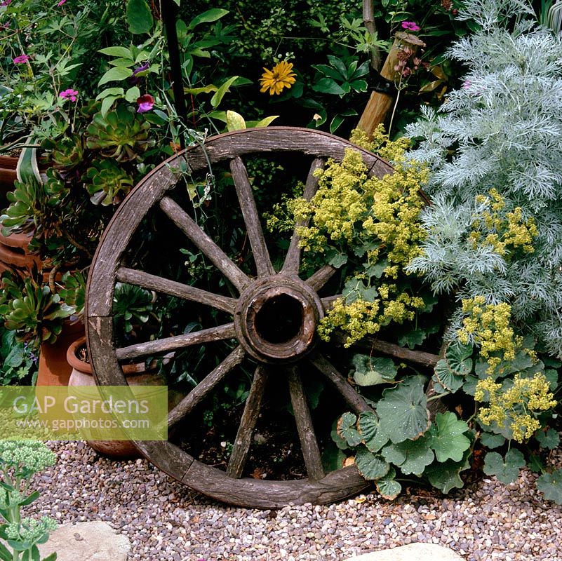 Old wooden cartwheel has new lease of life amongst Alchemilla mollis and silvery artemisia.