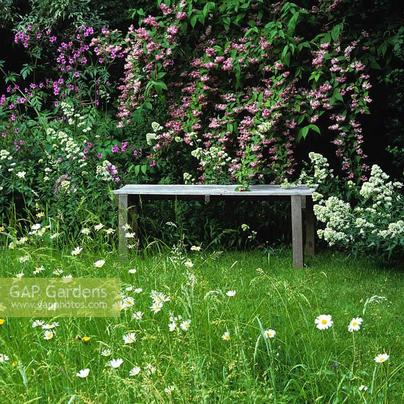 Rustic bench is overhung by Deutzia x hybrida Magician and edged in Geranium maderense and white valerian. Seen through wild flower meadow of ox-eye daisies.