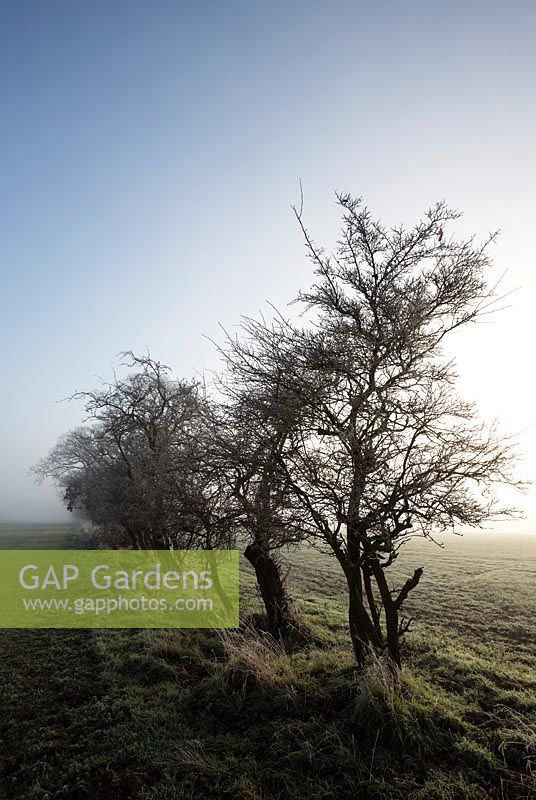 Quercus robur, January, Suffolk