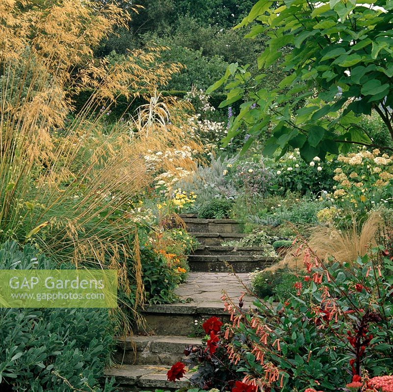York stone path overhung, to left, with golden oats - Stipa gigantea. RH: red snapdragon, dahlia, alstroemeria 