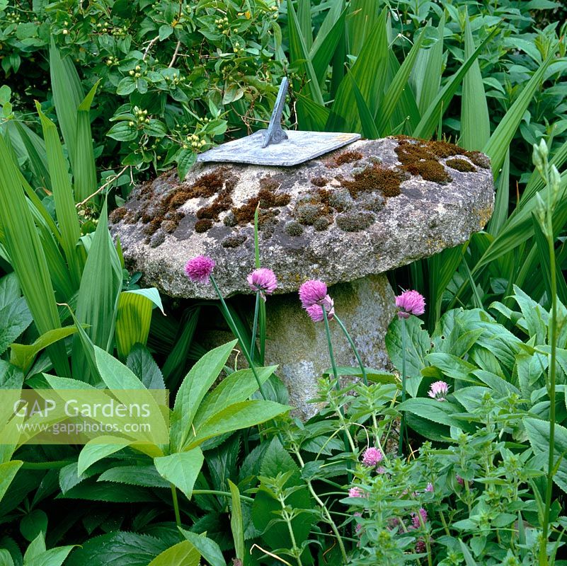 Old stone sundial, covered in moss, set amongst hellebores and chives.