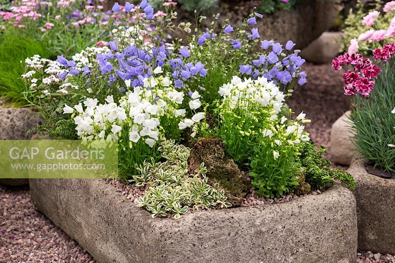 Tufa trough of alpines, clockwise from front left: Arabis procurrens Variegata, Campanula cochlearifolia White Baby and Blue Baby, Gypsophila repens Alba.