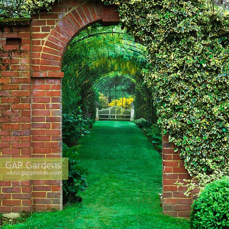 Seen through ivy-clad brick arch, laburnum tunnel - Laburnum watereri bearing long racemes of yellow flowers from late spring.
