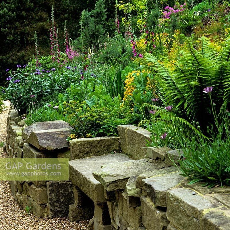 York stone retaining walls stand between a gravel path and sloping beds of foxgloves, ferns, centaurea, euphorbia, azalea and broom.