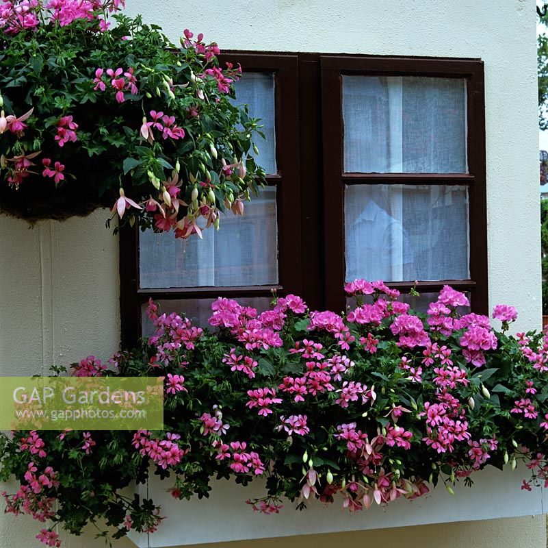 Matching pink-flowered window box and hanging basket of Fuchsia Pink Panther, ivy-leaf Pelargonium Mini Cascade and Pelargonium Occold Profusion.