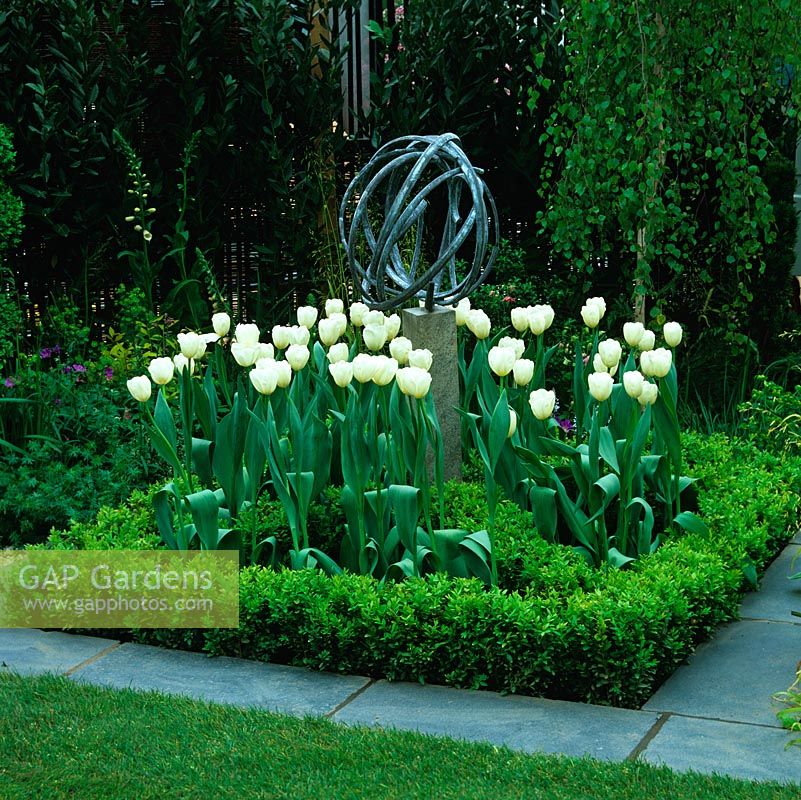 Formal square bed, paved surround, with box enclosing white tulips rising round modern sculpture. 