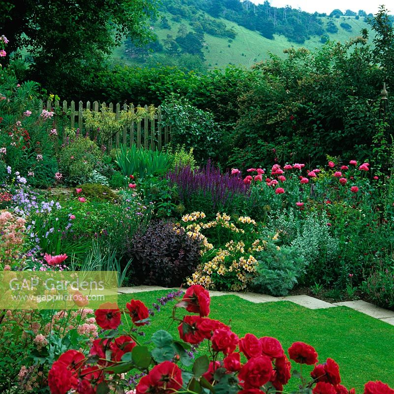 Seen through red Rosa Rosemary Rose and pink Ceanothus x pallidus Marie Simon, lawn edged campanula, sedum, Californian poppy and salvia. Backdrop of Downs.