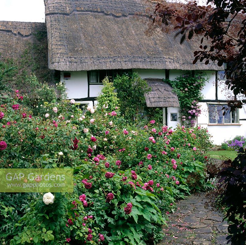 Thatched cottage has a front garden filled with old fashioned roses.