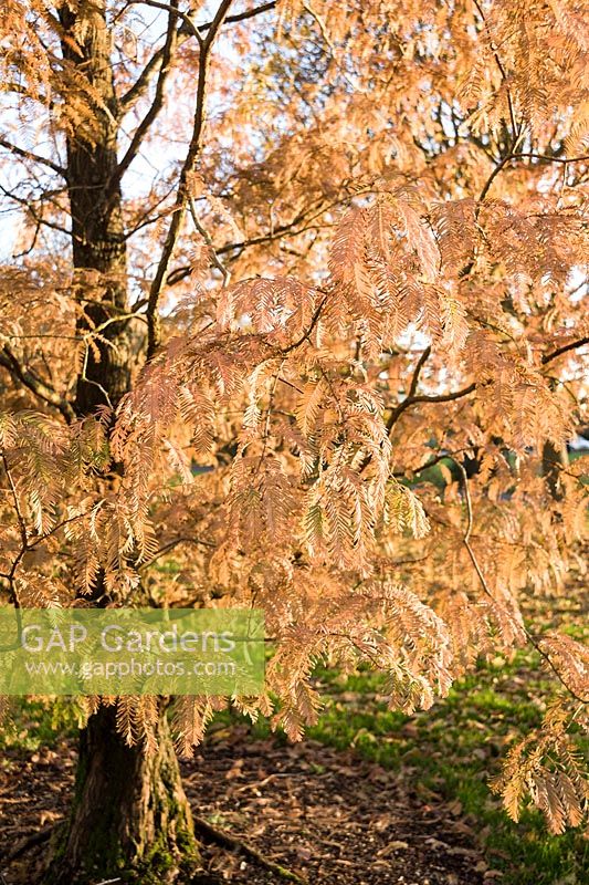 Metasequoia glyptostroboides - Coppery autumn foliage of the Dawn redwood