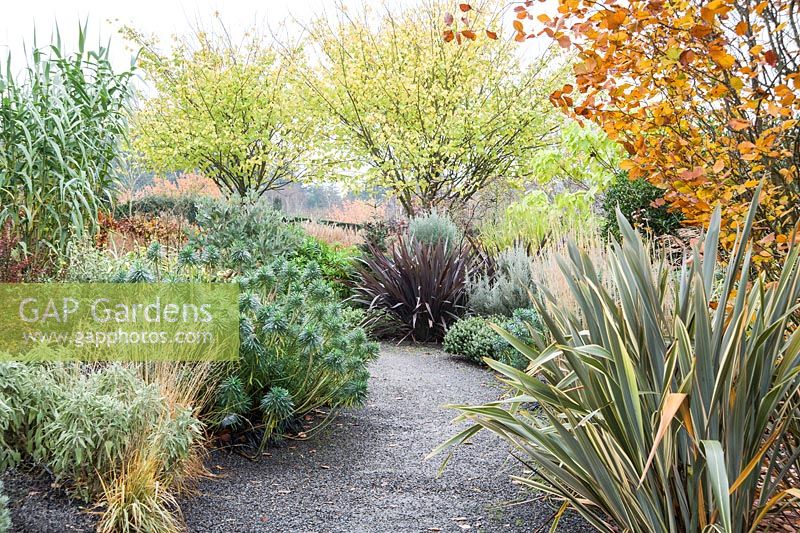 Path through the Foliage Garden at RHS Rosemoor passes Phormium 'Alison Blackman', Euphorbia characias subsp. wulfenii, Hebe 'Red Edge' and Phormium tenax 'All Black' with a pair of Ulmus glabra 'Lutescens' beyond.
