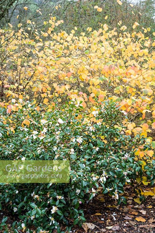 Autumn shrub combination of Camellia sasanqua 'Rainbow' with Corylopsis glabrescens.