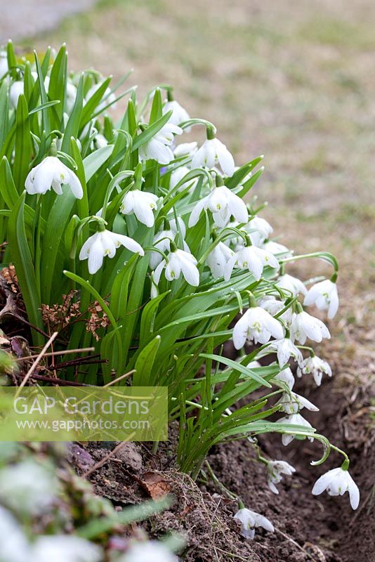 Galanthus nivalis 'Flore Plena Grp', May, Holter, Norway