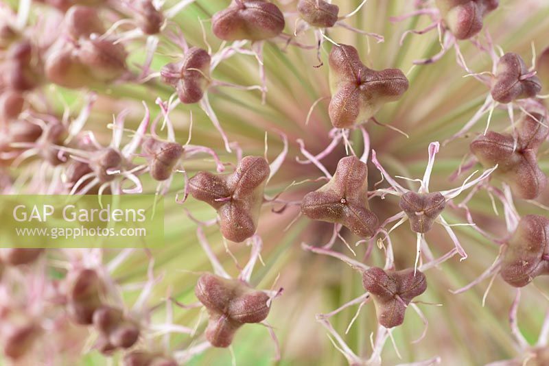 Allium karataviense AGM - Kara Tau garlic.  Seed heads forming as flowers die  