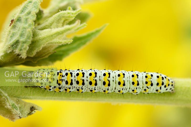Cucullia verbasci - Mullein moth caterpillar on Verbascum x hybridum 'Banana Custard'  