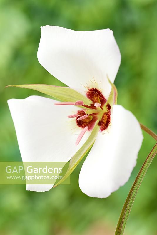 Calochortus catalinae - Mariposa lily