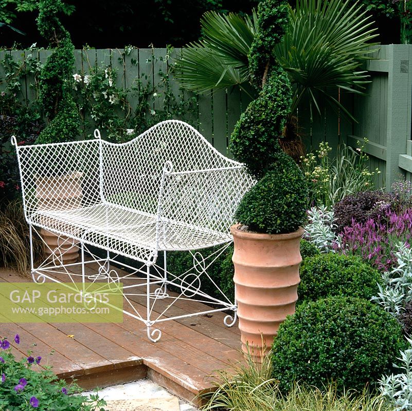 Wooden deck with white wirework bench. Box spiral in pot. Painted green fence. Bed of box balls, purple pittosporum, French lavender and Chusan palm.
