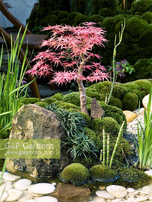 In Japanese garden, a tiny bonsai acer 