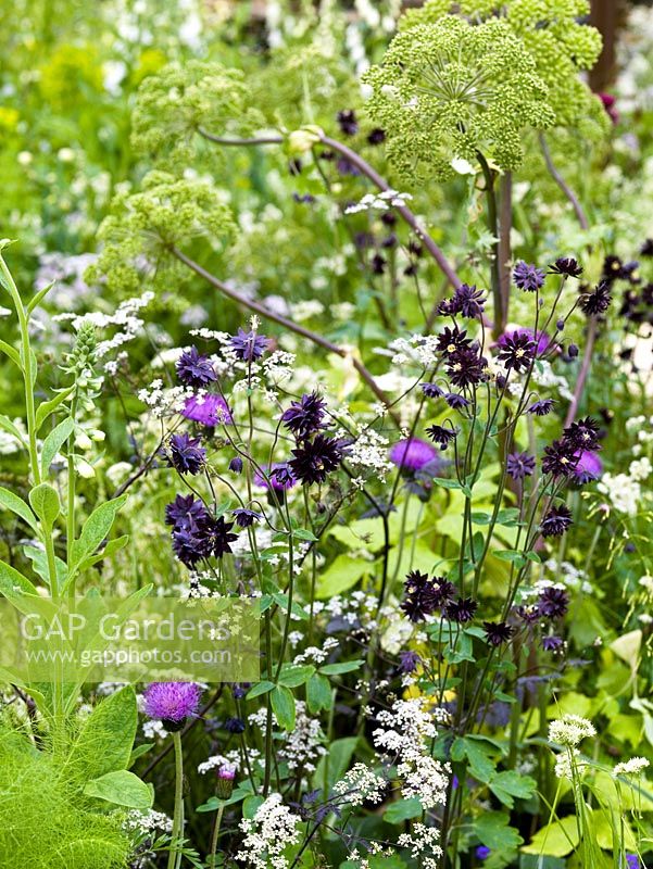 Angelica, foxglove, aquilegia, cirsium and garlic in naturalistic, meadow style planting.