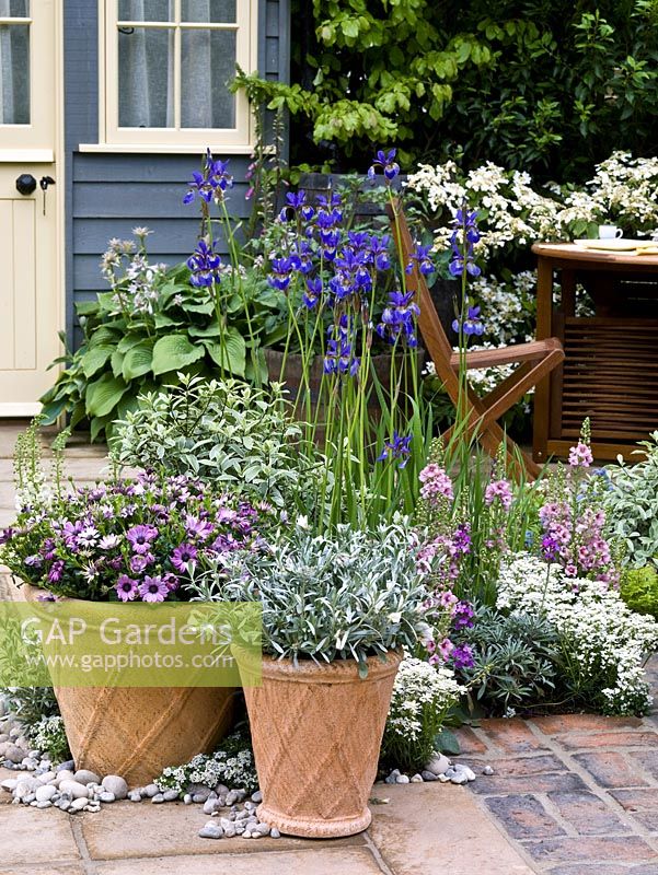 Pots of gazania, silvery Convolvulus cneorum and diascia on quiet terrace in front of summerhouse and table. Irises edge pool.