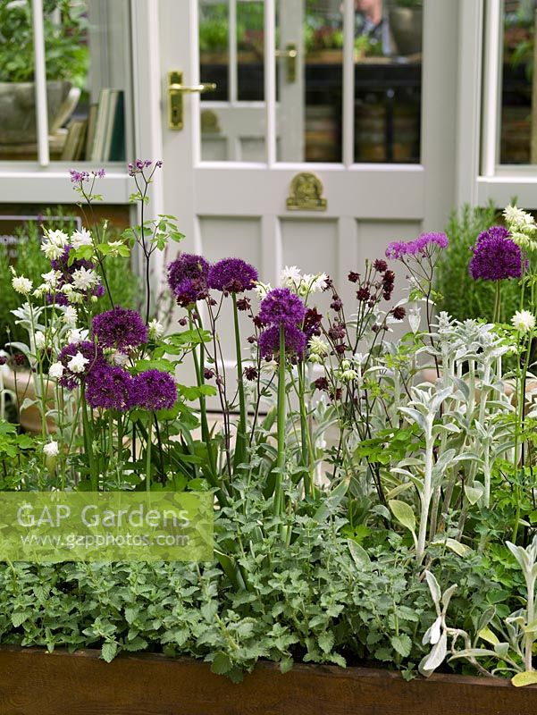 In front of greenhouse door, pretty raised summer bed of allium, aquilegia, thalictrum, stachys and catmint.