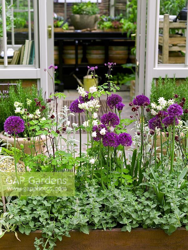 In front of open greenhouse door, pretty raised summer bed of allium, aquilegia, thalictrum, stachys and catmint.
