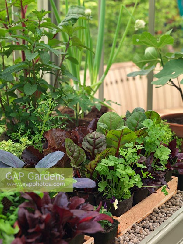 Young plants - vegetables and herbs are grown in the warmth of a greenhouse.