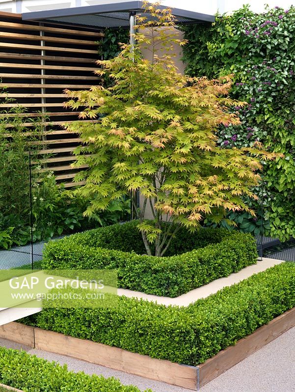 Sunken courtyard with high walls has leafy shade tolerant planting. Vertical planted wall with integral water feature creates a living backdrop. Acer palmatum Osakazuki.