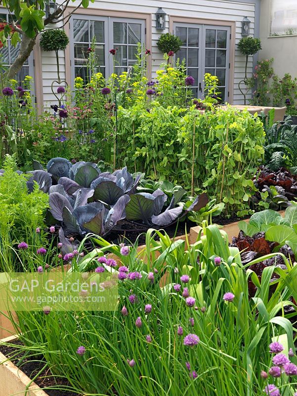 In front of conservatory, courtyard of raised vegetable beds - cabbage, lettuce, peas, carrot, pak choi, chard, leeks, chives, Cavolo nero. Back bed: allium, euphorbia, astrantia, iris.