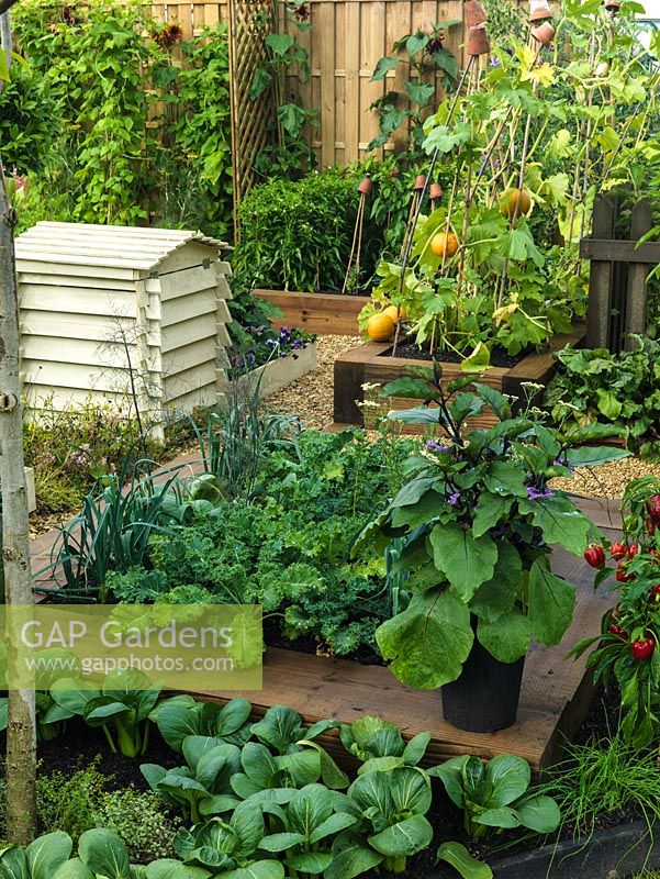 Raised bed of vegetables - aubergine in pot, red chilli peppers, cabbage, leek, squashes, sunflowers, beans.