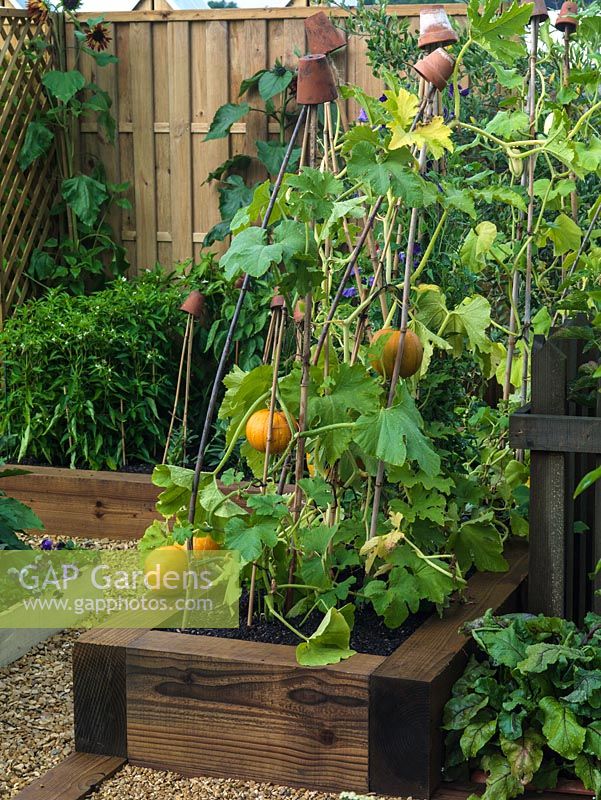 Raised bed of vegetables - squashes supported on canes, with upturned terracotta pots on top to protect peoples eyes.