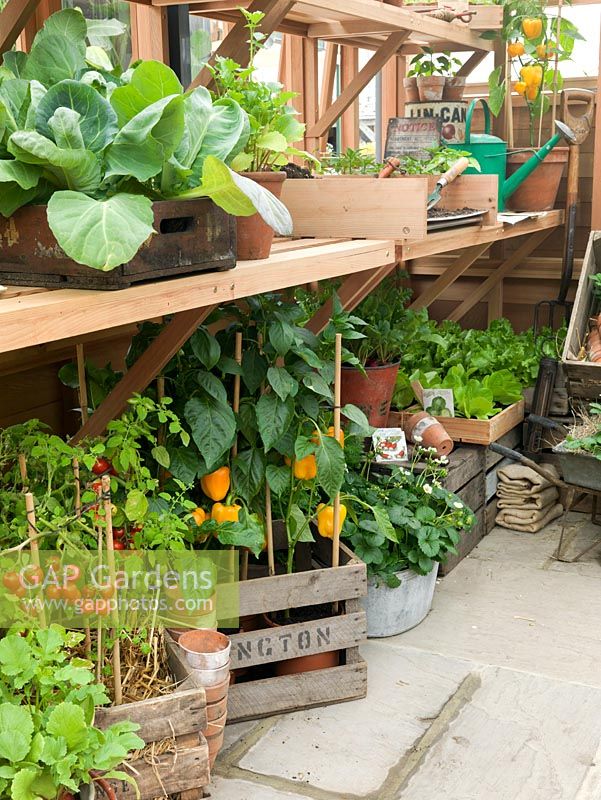Potting shed with boxes of young plants - cabbage, pepper, strawberry, tomato, lettuce - and area with soil and trowel for potting up.