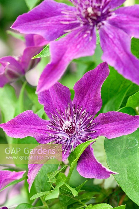 Clematis 'Guiding Promise'