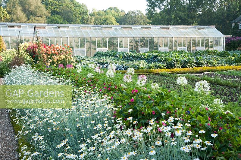 Bright annuals such as argyranthemums and cleomes, the spider flower, line the central path of the walled kitchen garden, with vegetables beyond and glasshouses on far wall protecting tender fruit. Forde Abbey, nr Chard, Dorset, UK