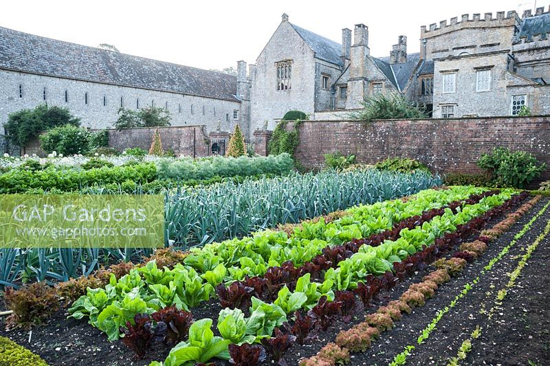 Kitchen garden with colourful rows of lettuces and leeks. Forde Abbey, nr Chard, Dorset, UK