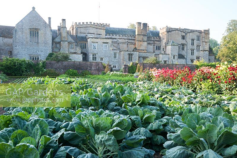 Orderly rows of vegetables and ornamentals in the walled kitchen garden with backdrop of historic Forde Abbey, nr Chard, Dorset, UK