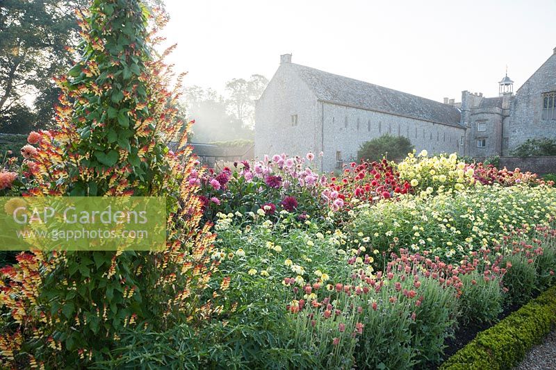 Obellisk covered with colourful climber Ipomoea lobata in the kitchen garden surrounded by dahlias and argyranthemums. Forde Abbey, nr Chard, Dorset, UK
