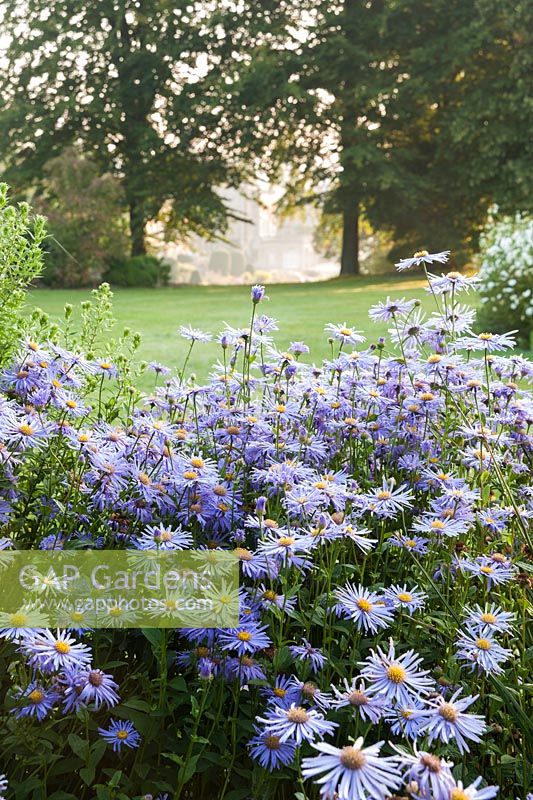 A collection of asters on the Mount illuminated by early sun. Forde Abbey, nr Chard, Dorset, UK