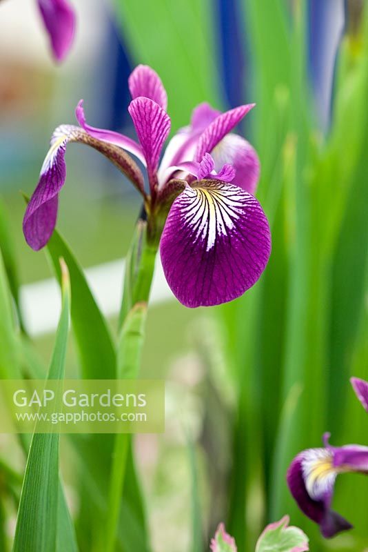 Iris versicolor 'Kermesina', May, London, UK