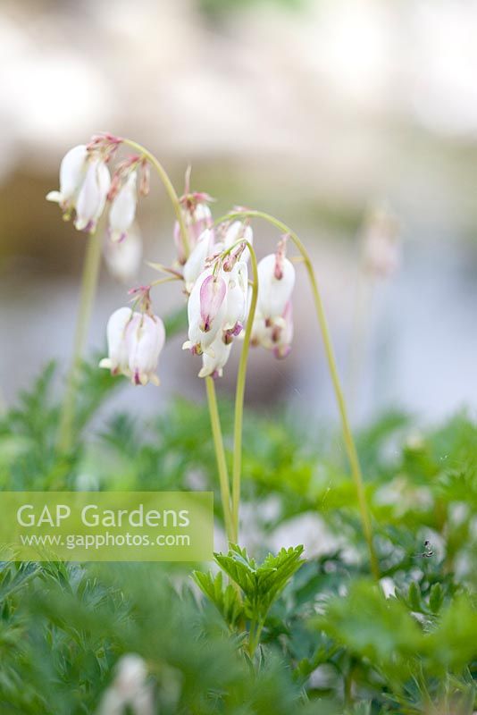 Dicentra formosa 'Aurora', May, Holter, Norway