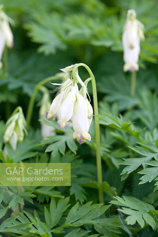 Dicentra formosa 'Langtrees', May, Holter, Norway