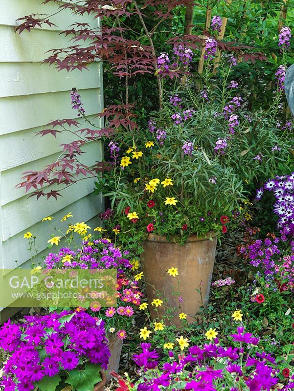 Terracotta pot planted with red-leaved maple, Erysimum 'Bowles Mauve', petunia and bidens.