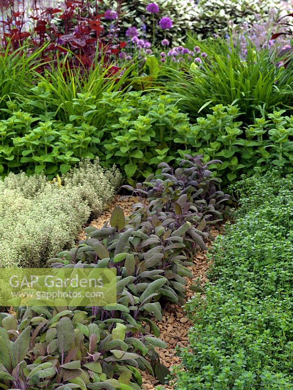 A colouful modern herb garden planted with thyme, sage and oregano.
