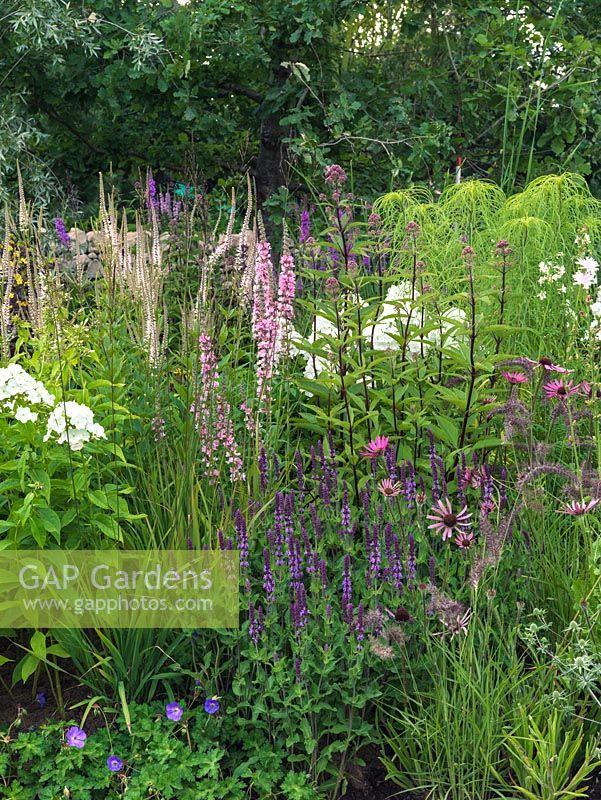 A large perennial border containing Veronicastrum 'Pink Glow', Phlox 'White Admiral', Salvia 'Mainacht' and Echinacea tennesseensis. 