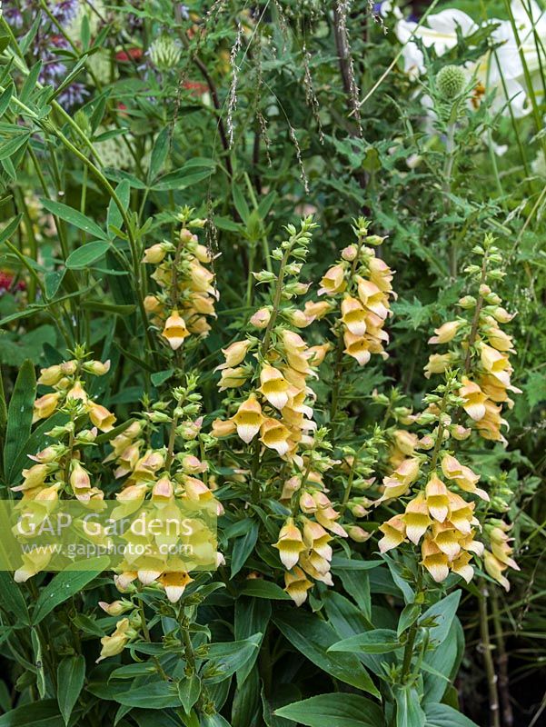 Digitalis grandiflora, a fast growing perennial foxglove that flowers in June and July. Prefers partial shade.