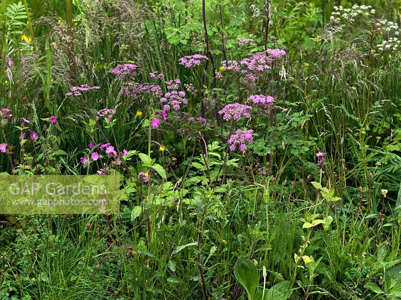 A wild naturalistic border inspired by native Uk plants including red campion, buttercups and pimpinella.