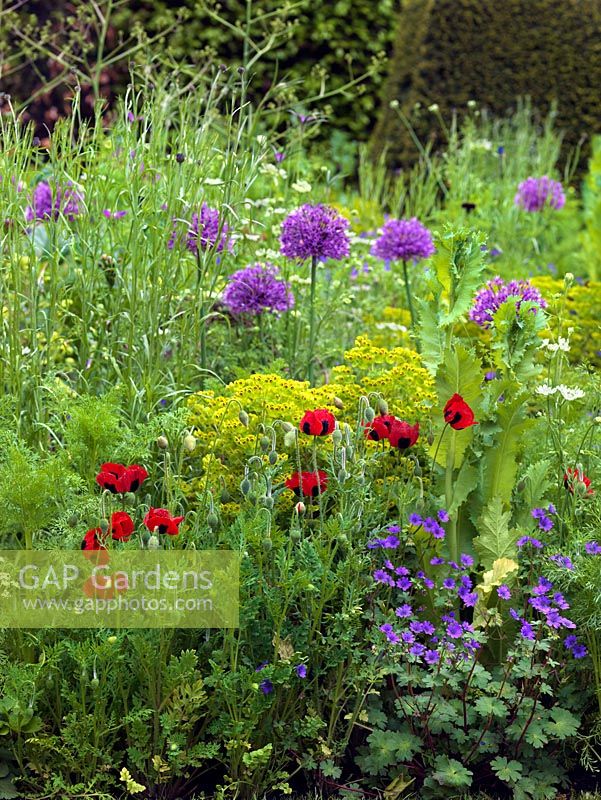 A vibrant loose herbaceous planting of poppies, Alliums, Euphorbia and hardy Geranium.