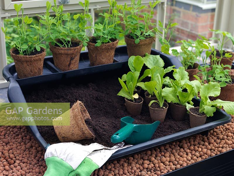 Young lettuce plants in biodegradable pots