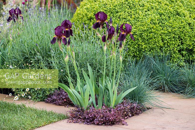 Iris 'Red Orchid', a stately bearded iris.
