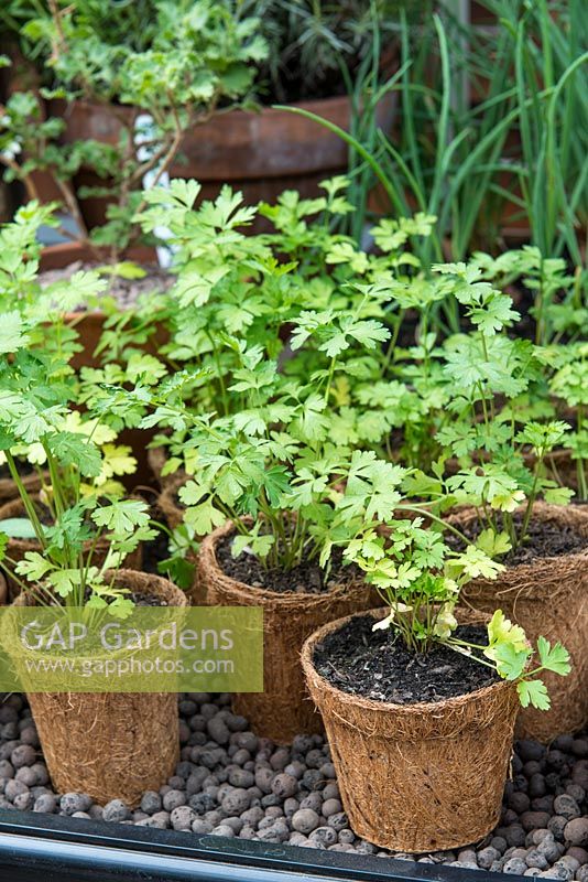 Young coriander plants in biodegradable containers.